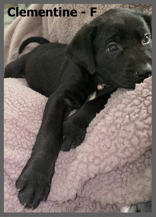 Clementine/Luna