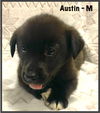 Austin