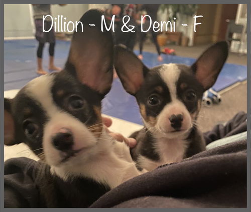 Dillon