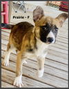 Praire