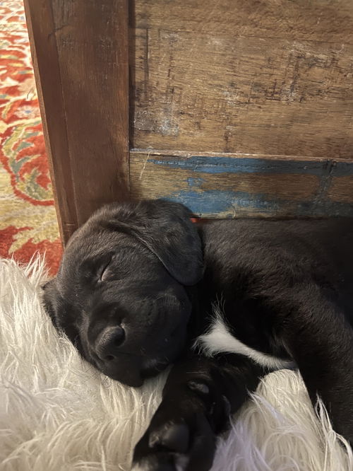 Hutch/Rex