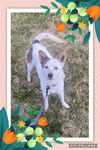Koi/Chloe