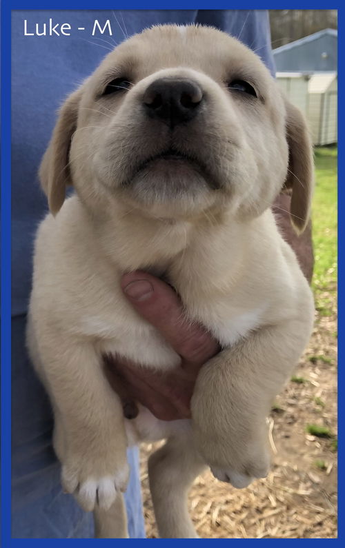 Luke/Bentley