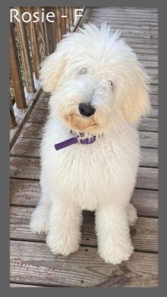 Rosie
