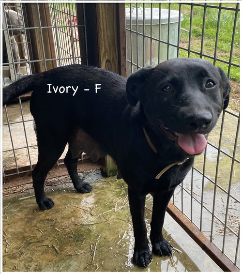 Ivory