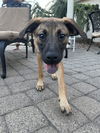 Kooper/Loki