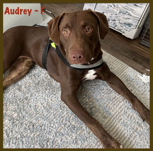 Audrey / Rosie