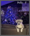 Polly/Holly