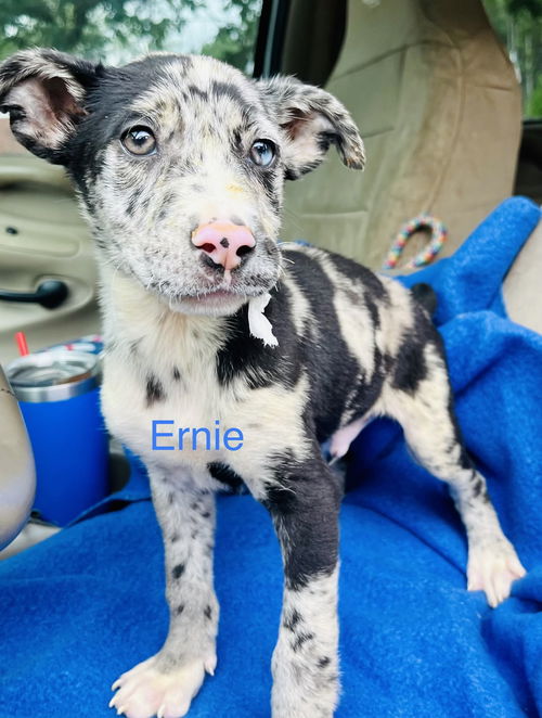 Ernie/Ruger