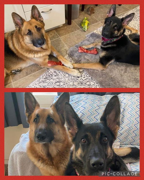 Koda