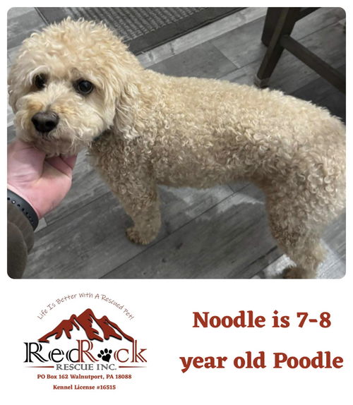 Noodle