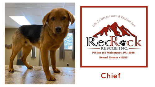 Chief/Murphy