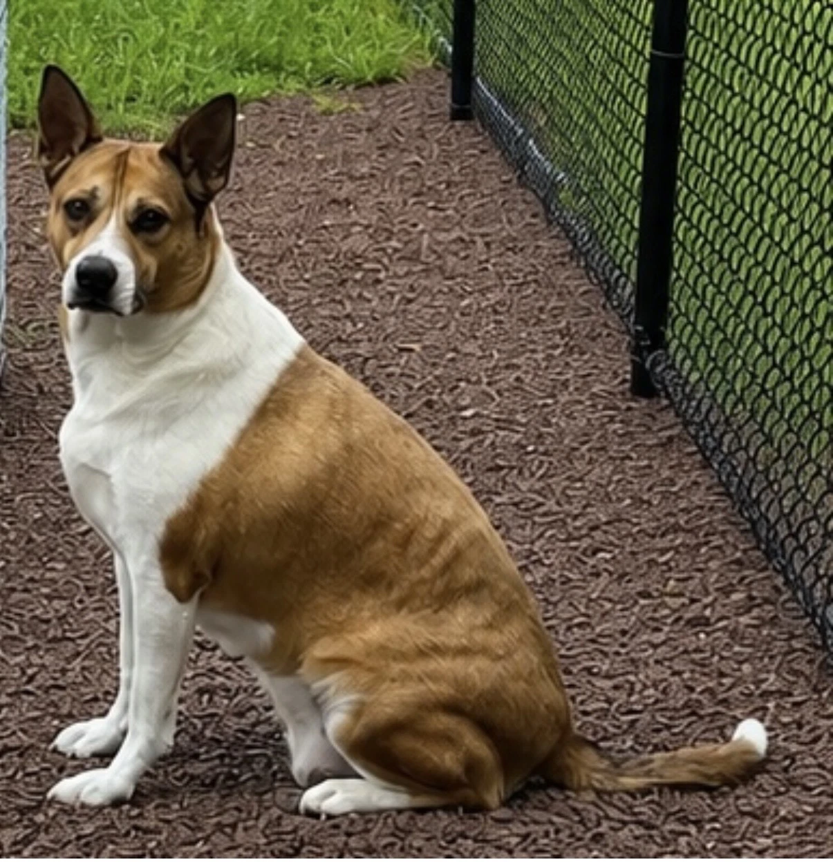 Corky