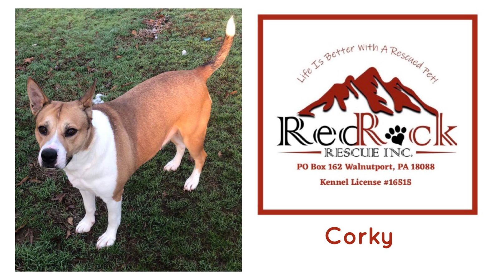 adoptable Dog in Walnutport, PA named Corky