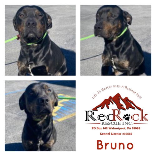 Bruno