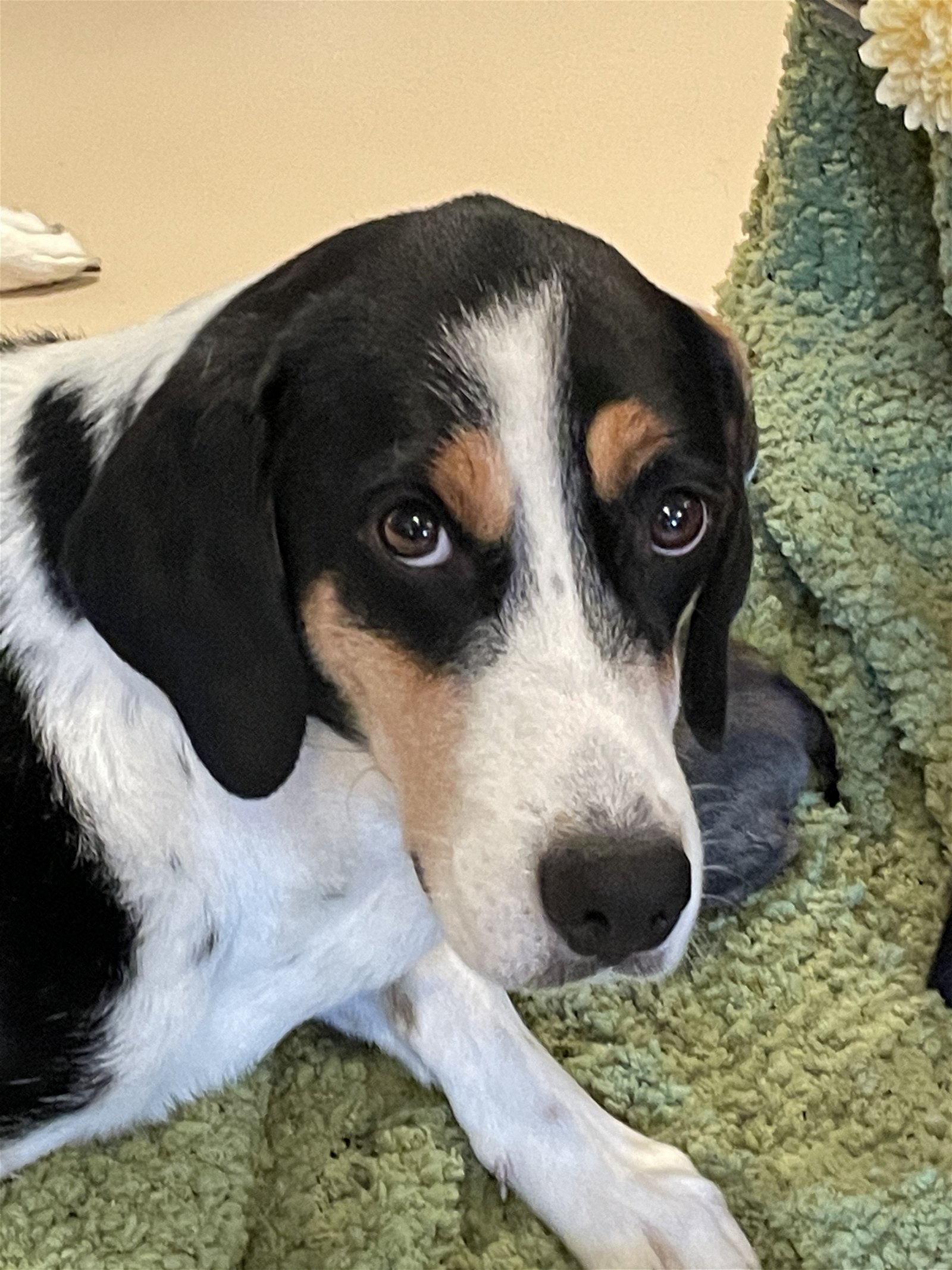 adoptable Dog in Walnutport, PA named Ellie