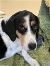 adoptable Dog in walnutport, PA named Ellie