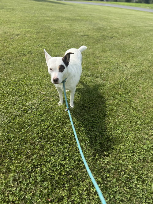 picture of the dog needing adoption