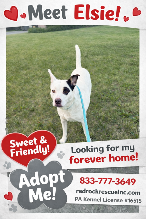 Elsie, an adoptable Terrier in Walnutport, PA