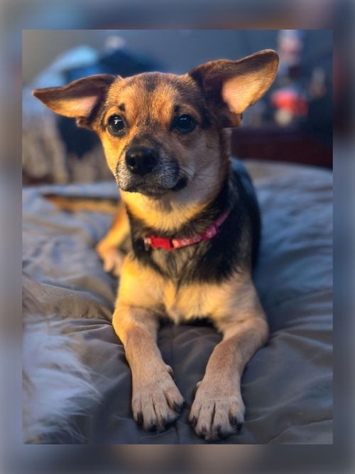 Pippa