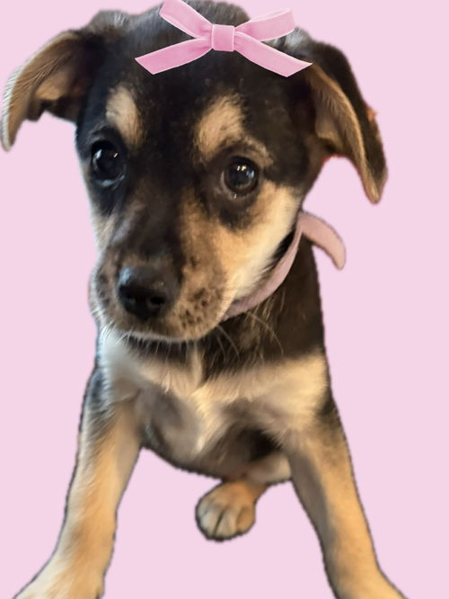 Coraline/Roxy