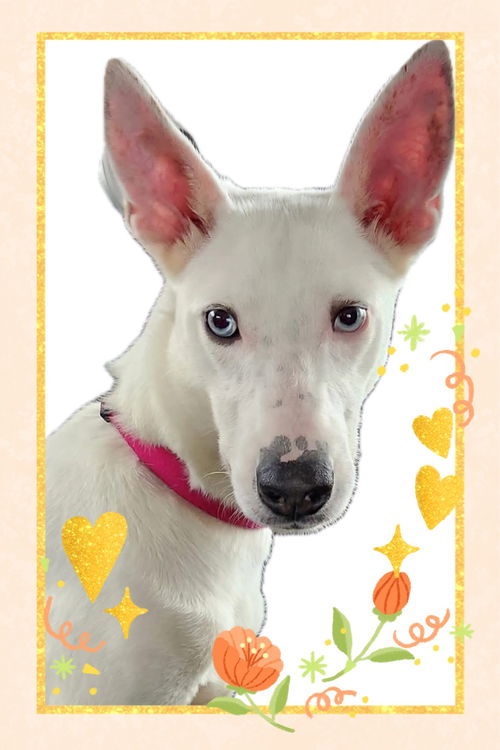 picture of the dog needing adoption