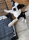 adoptable Dog in walnutport, PA named Beau