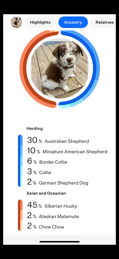 picture of the dog needing adoption