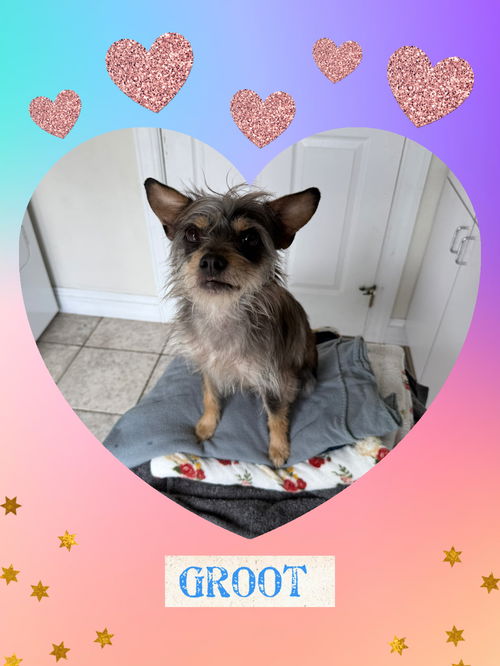 Groot/Gizmo