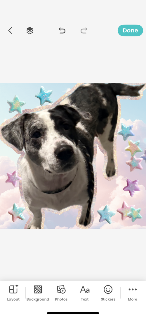 picture of the dog needing adoption