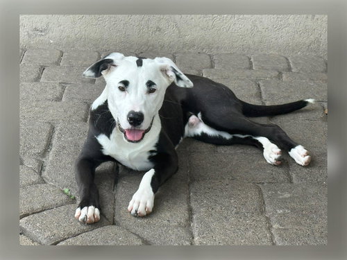 picture of the dog needing adoption