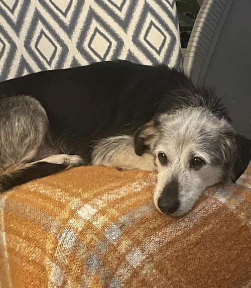 picture of the dog needing adoption