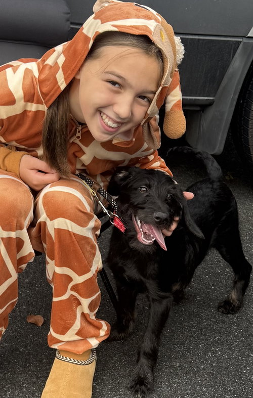 picture of the dog needing adoption