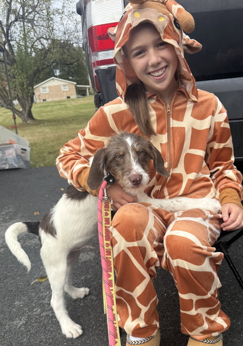 picture of the dog needing adoption