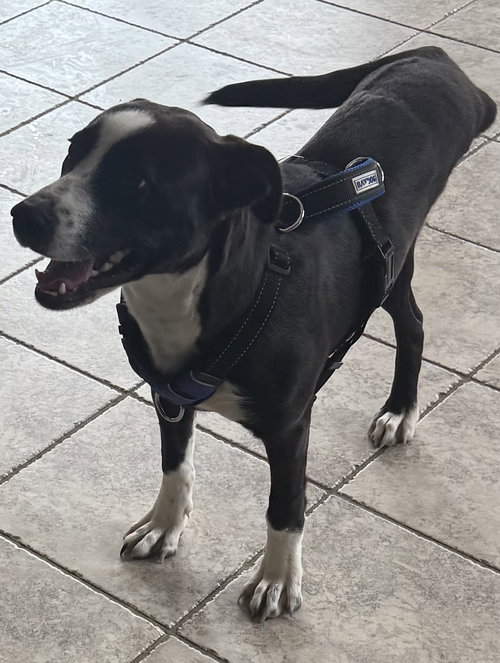 picture of the dog needing adoption