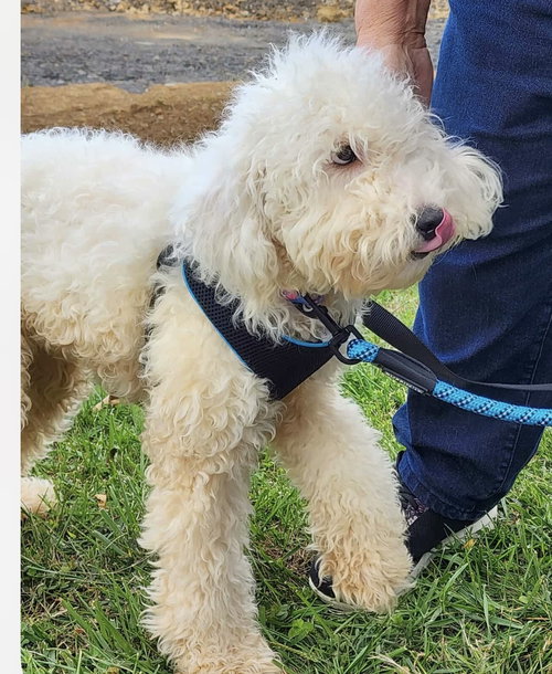 picture of the dog needing adoption