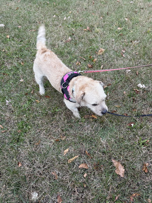 picture of the dog needing adoption