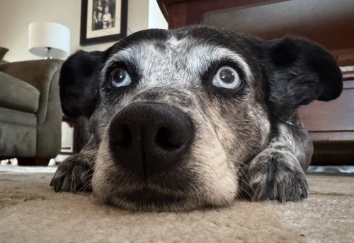 Dusa, an adoptable Australian Shepherd in Walnutport, PA
