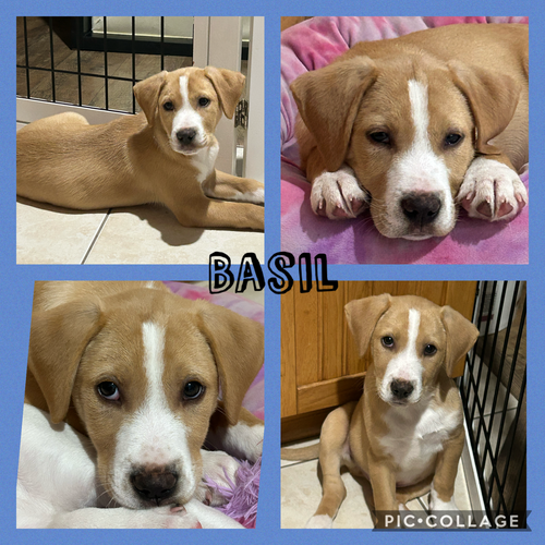 Basil
