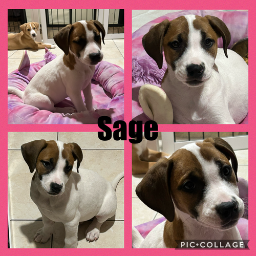 Sage, an adoptable Hound in Walnutport, PA
