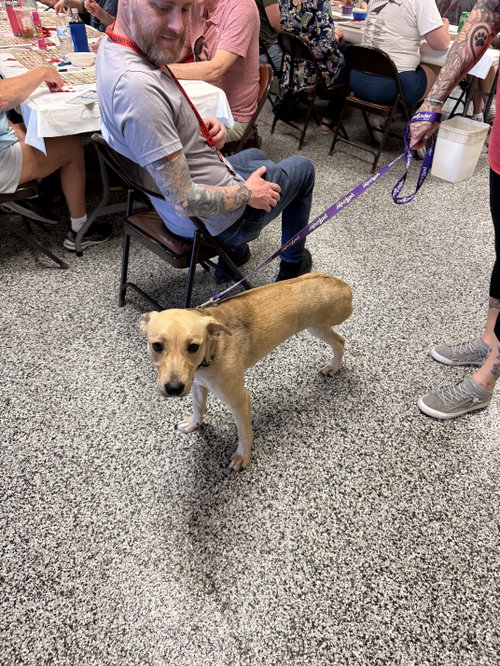 Grace, an adoptable Carolina Dog in Walnutport, PA