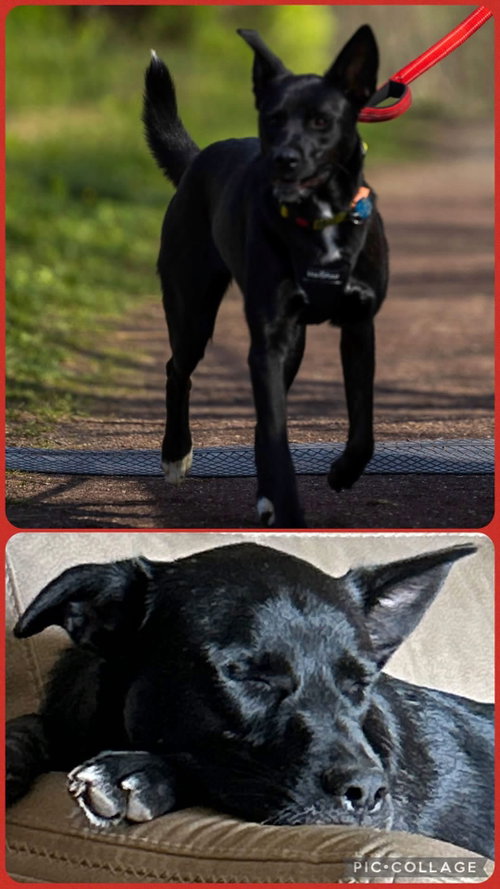 Georgia, a dog for adoption from Red Rock Rescue Inc.