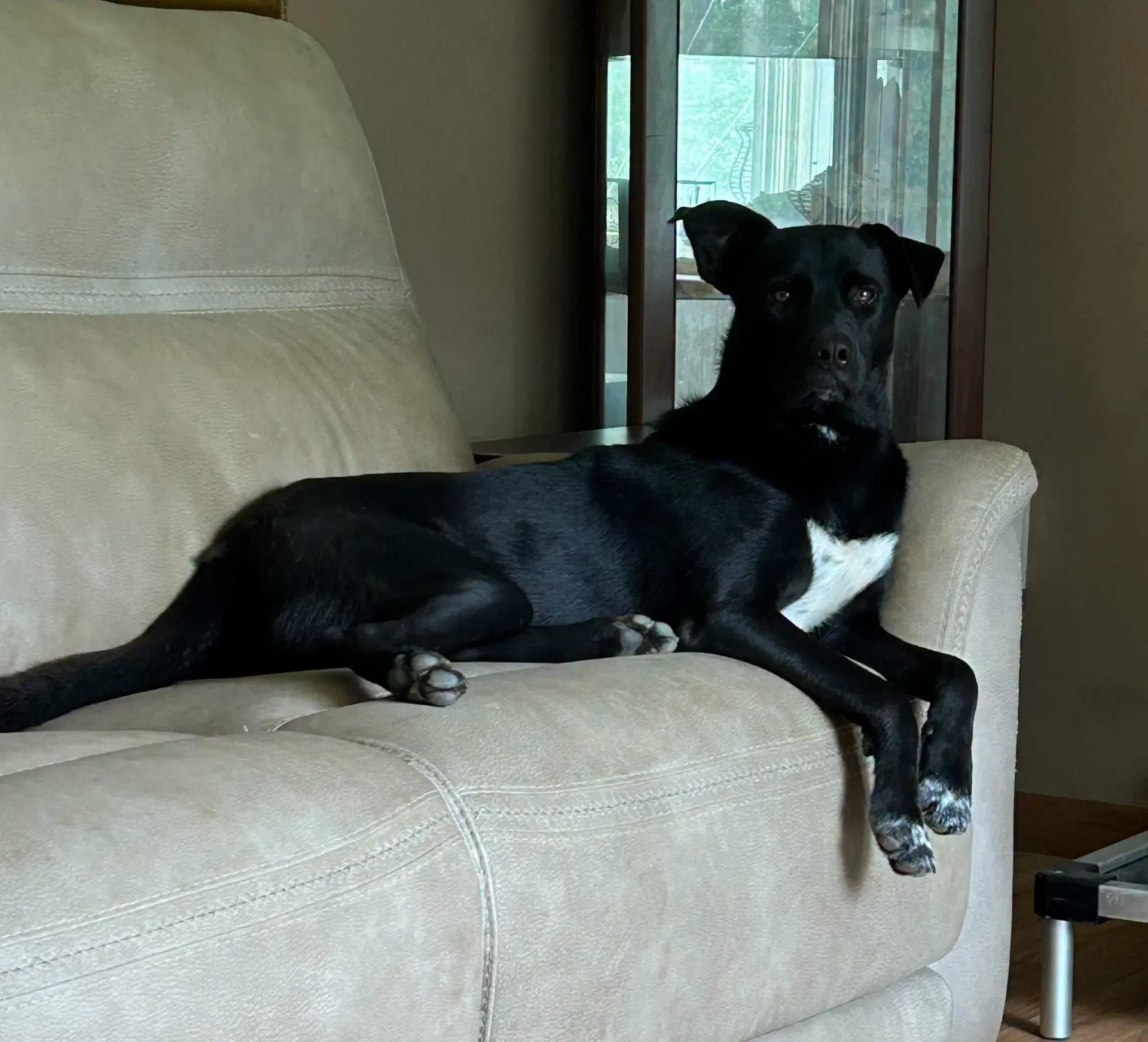 Flynn - Shepherd