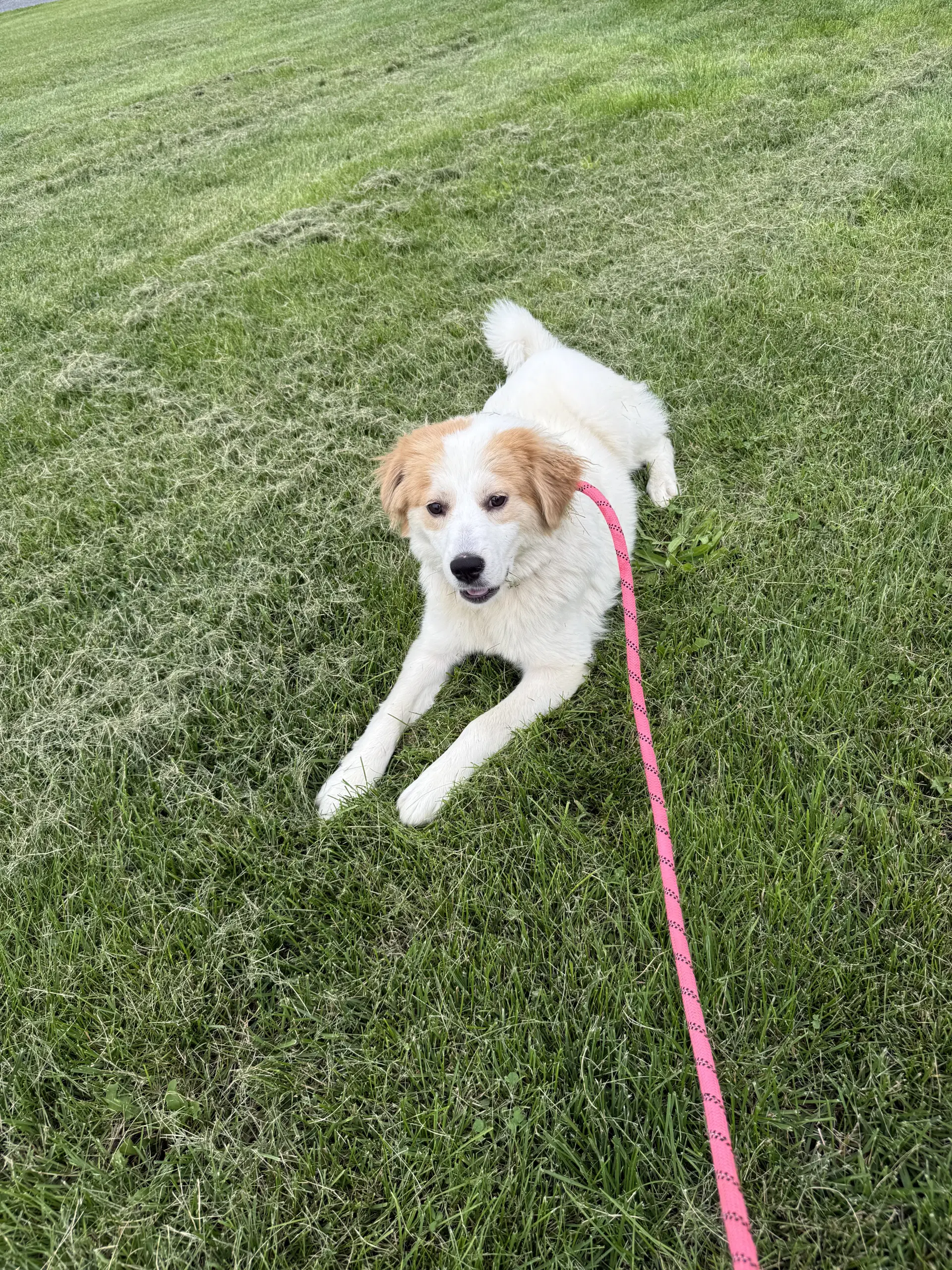 Eva - Retriever