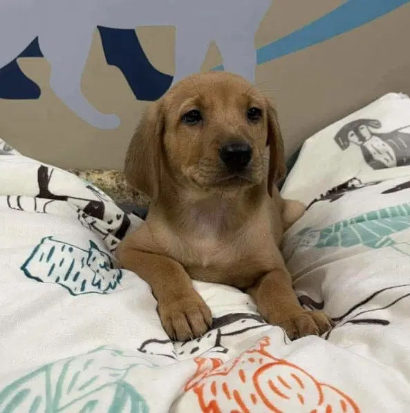 Oakley - Golden Retriever