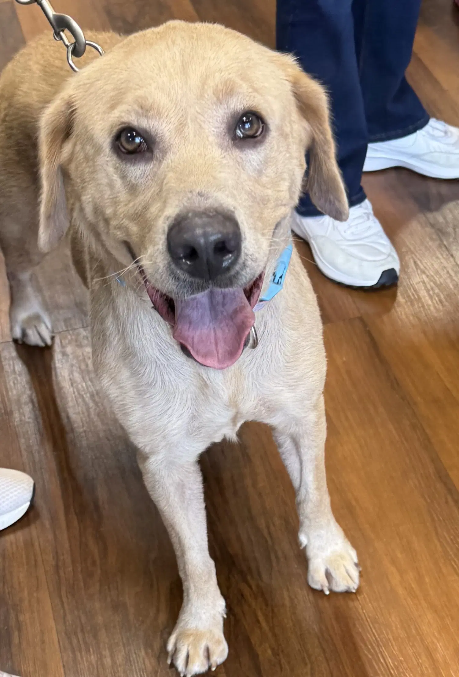 Magnolia - Labrador Retriever