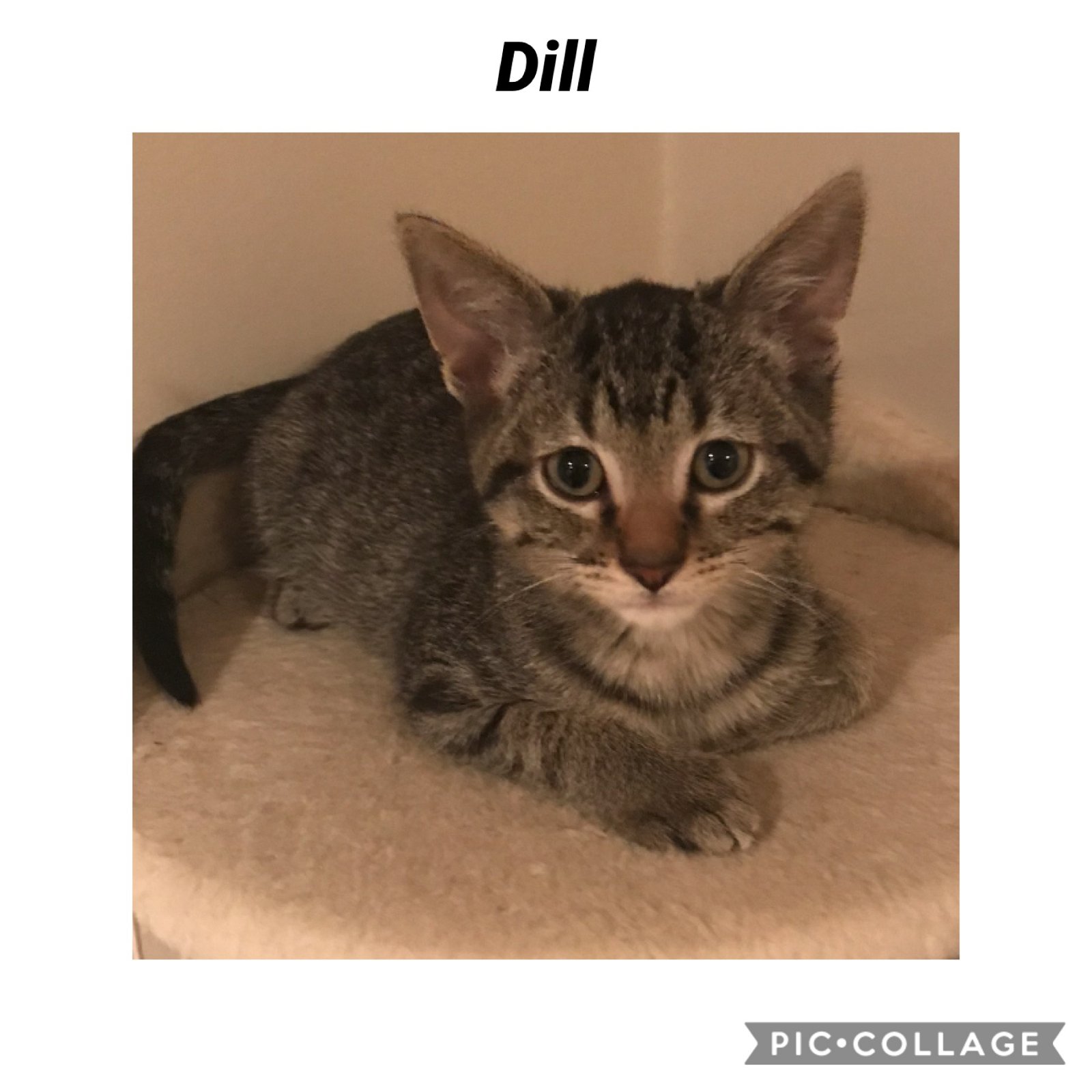 adoptable Cat in Kewanee, IL named Dill- Spice litter
