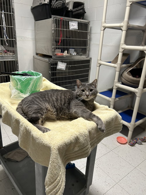 picture of the cat needing adoption