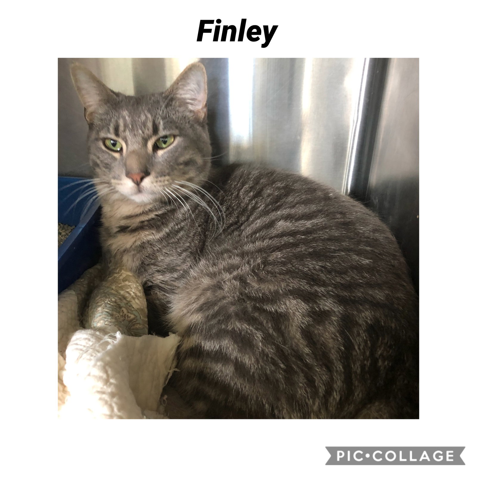 Finley