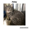 Finley - Photo 1